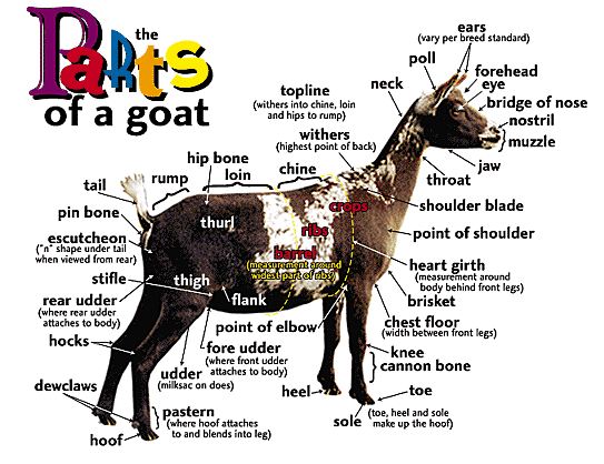 Goat Anatomy : GoatWeb